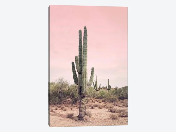 Desert Cactus Blush by Sisi and Seb - Graphic Art Print iCanvas Format: Wrapped Canvas, Size: 40x22 H x 26x22 W x 0.75x22 D, Mat