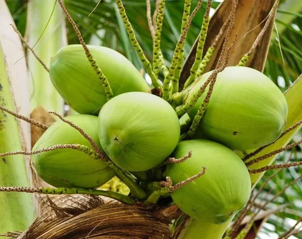 Organic Coconut Chips - 25 Pounds - by Food to Live