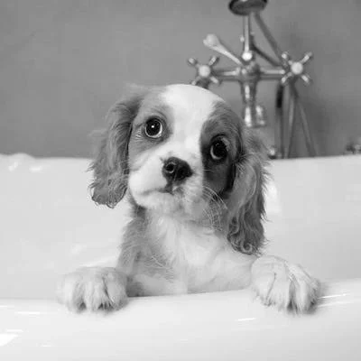 Framed Canvas Art (White Floating Frame) - Lulu by Kim Levin ( Animal Art > Dogs > spaniels > Cavalier King Charles
