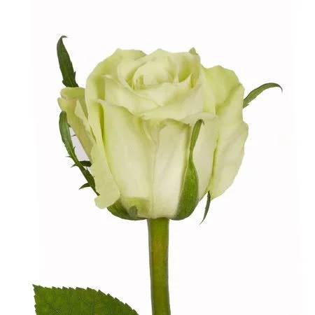 Green Roses 50 cm - Fresh Cut - 75 Stems - Size: 50 cm, 20 in
