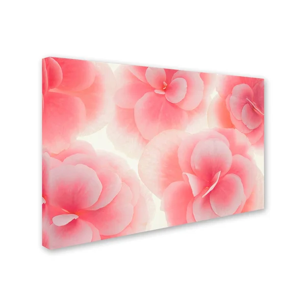 Trademark Fine Art Rose Begonia Flowers by Cora Niele - 22x32-Inch Canvas Wall Art