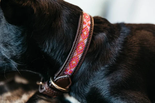 Kentucky Dogwear Dog Collar Handmade Pearls