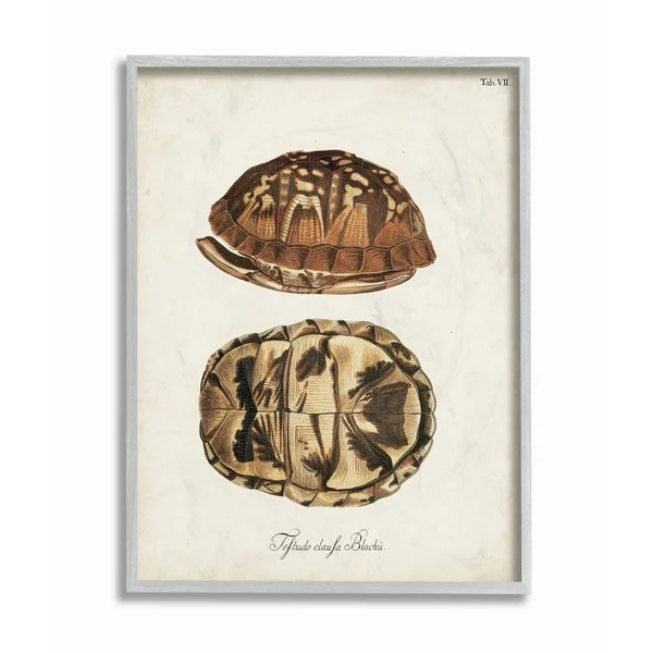 Stupell Industries Box Turtle Shell Scientific Aquatic Reptile Study Framed 20-in H x 16-in W Coastal Wood Print in Off-White |, 16 x 1.5 x 20 In