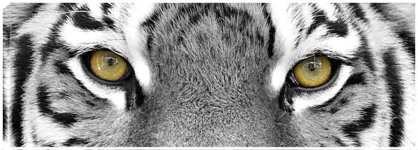Tiger Eyes Canvas Art by PhotoINC Studio 38x14 Fineartcanvas