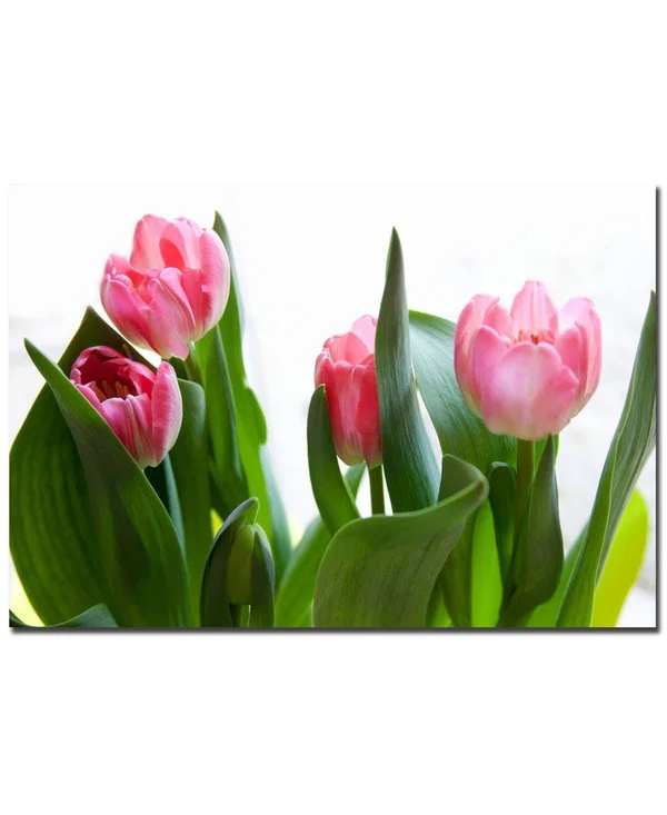 Trademark Fine Art Martha Guerra &Pink Tulip Canvas Art