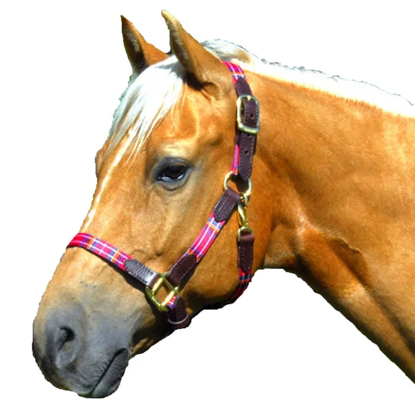 Highland 127010G Halter with Leather Accents - Green Horse