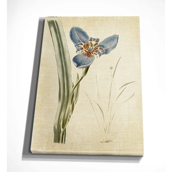 Wexford Home 'Botanical Plate I' Gallery-Wrapped Canvas Art - 18 x 24