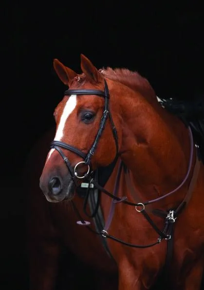Amigo Bridle with Flash & Rubber Reins, Standard Horse, Black
