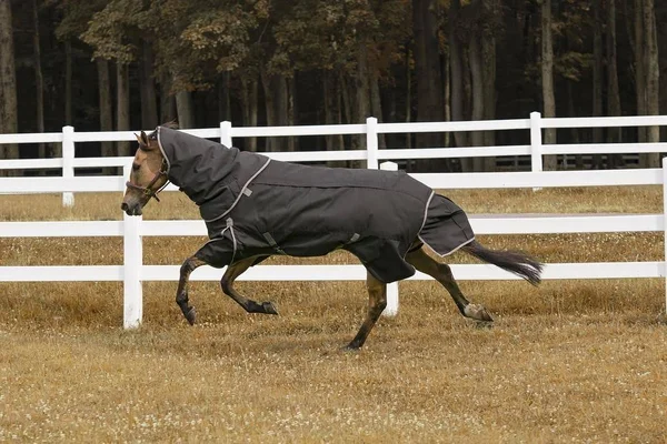 TuffRider All Season Blanket - Black, 75