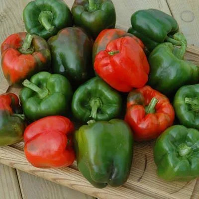 Pepper Karisma F1 Seed Treated - 1 - 000 Seeds