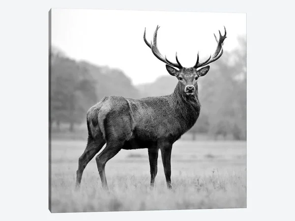 PhotoINC Studio Canvas Art Picture - Proud Deer ( Animal Art > Wildlife > Deer art)