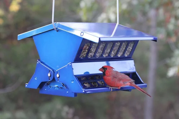 Woodlink Absolute II Electric Blue Squirrel Resistant Bird Feeder