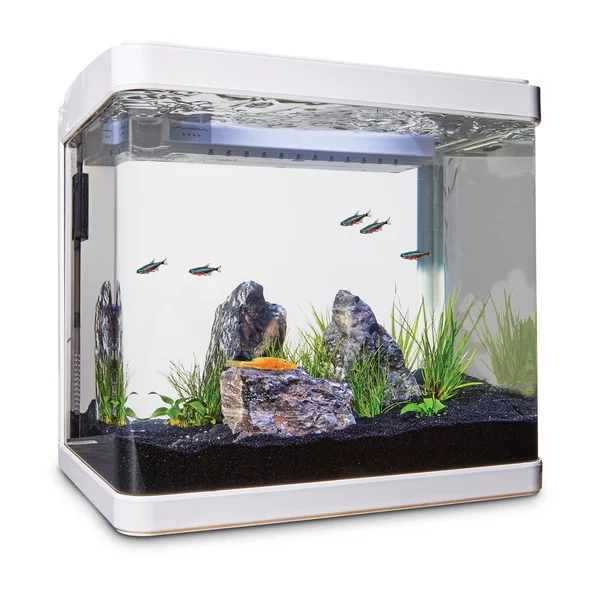Imagitarium Freshwater Cube Aquarium Kit, 5.2 Gal