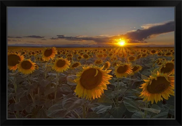 Beautiful Sunflower Field at Sunset in Rural Colorado., Black Framed Wall Art, 36x24, Great Big Canvas