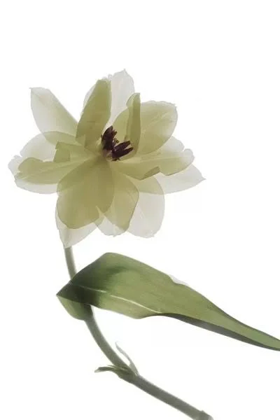 Framed Poster Prints - X-Ray Tulip II by Judy Stalus ( Floral & Botanical > Flowers > Tulips art)