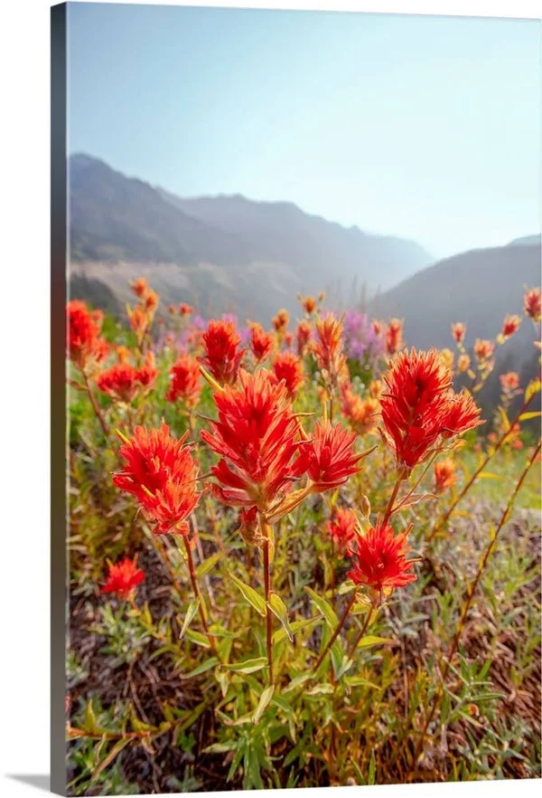 Scarlet Paintbrush - Mount Rainier National Park, Washington, Canvas Wall Art, 40x60, Great Big Canvas