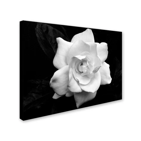 Trademark Global Kurt Shaffer &Gardenia in Black and White& Canvas Art