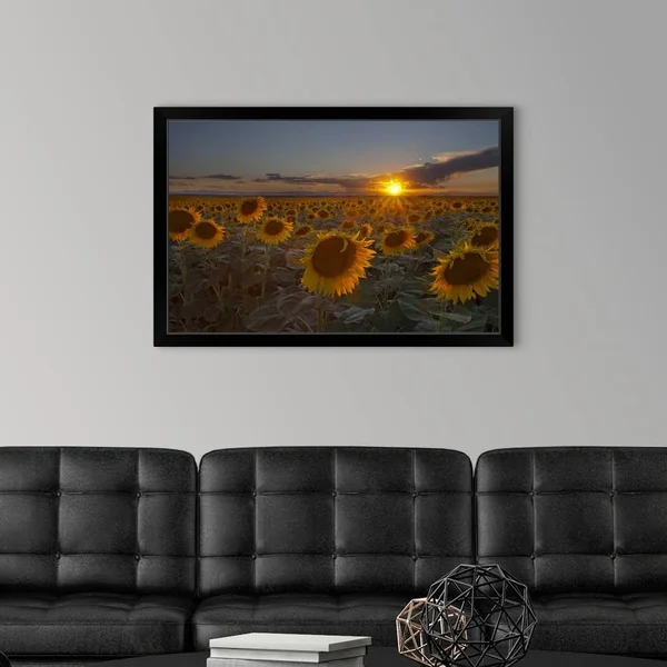 Beautiful Sunflower Field at Sunset in Rural Colorado., Black Framed Wall Art, 36x24, Great Big Canvas