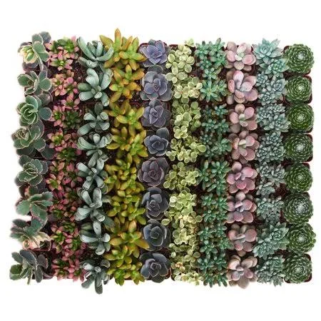 Home Botanicals Premium Pastel Succulent (Collection of 40)