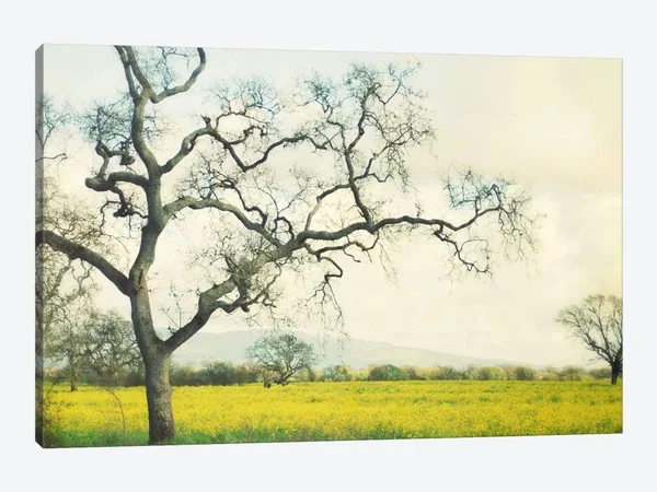Lupen Grainne Paintings on Canvas Art - Green Gold Print ( scenic & landscapes > Nature > fields, grasslands & M