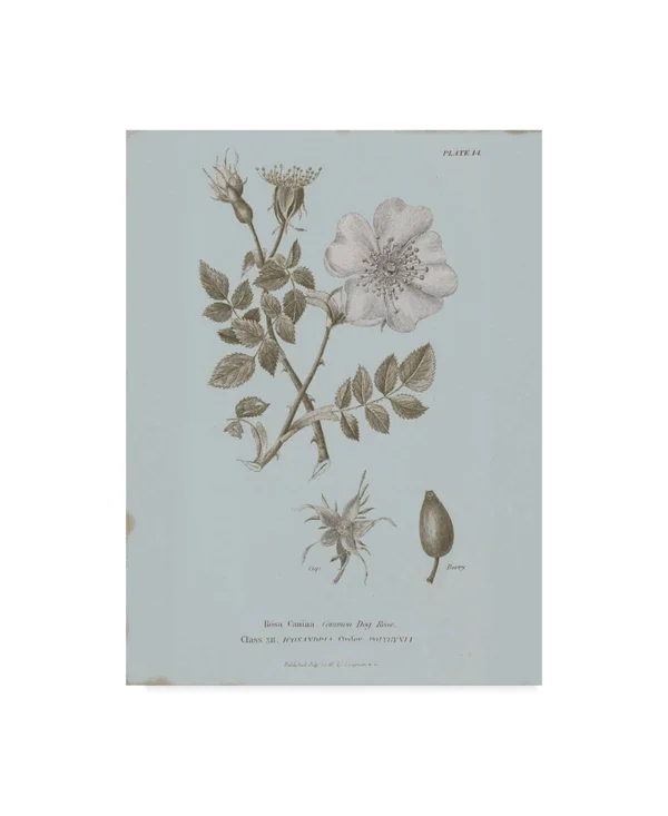 Wild Apple Portfolio 'Conversations on Botany IV Blue' Canvas Art 35x47