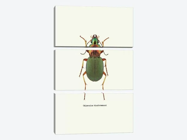 GraphINC Large 3-Piece Canvas Print - Chlaenius Kindermanni ( Animal Art > Insects > Beetles art)