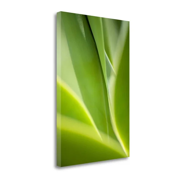 32x22 x 21x22 Agave 2 by Jonathan Nourok Fine Art Giclee Print