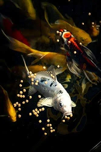 Blue Ridge Cool Water Wheat Germ Koi and Goldfish Food 25 lbs