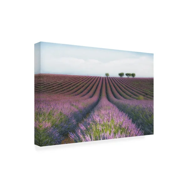 Trademark Fine Art 1X08441-C1219Gg MC 'Velours De Lavender' Canvas Art