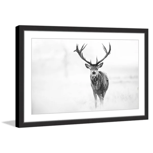 Elk Stare Framed Painting Print - Size: 16 inch x 24 inch, Black