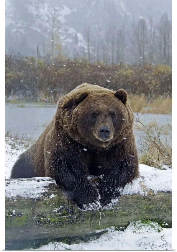 Brown Bear, Resting on Log, Poster Print, 32x48, Great Big Canvas