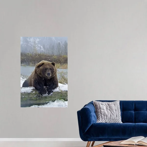 Brown Bear, Resting on Log, Poster Print, 32x48, Great Big Canvas