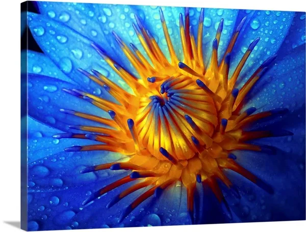 Waterlily - Large Solid-Faced Canvas Wall Art Print, Great Big Canvas