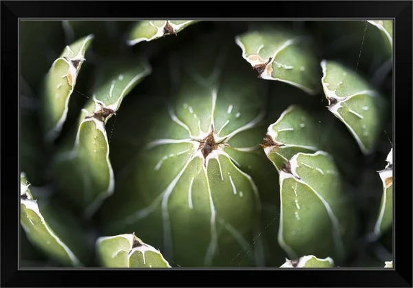 Photo Nature - Queen Victoria Agave - Black Framed Wall Art, 30x20, Great Big Canvas