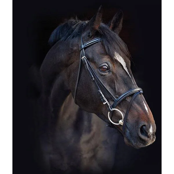 Amigo Bridle with Flash & Rubber Reins, Standard Horse, Black