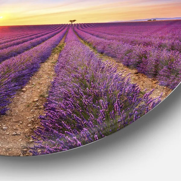 Design Art 'Lavender Field in Provence France' Photographic Print on Metal, Blue