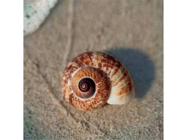 Tangletown Fine Art 'Sand Surf Shell' by Sue Schlabach Photographic Print on Wrapped Canvas