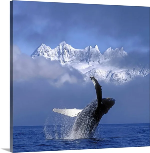 Humpback Whale Breaches in Clearing Fog SE AK Spring w/Mendenhall, Canvas Wall Art, 30x30, Great Big Canvas