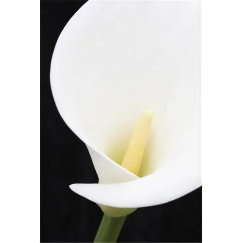 Close Up of White Arum or Calla Lily with A Wide Oval Floral Bract Viewed from The Front Against A Black Background - Lo Poster