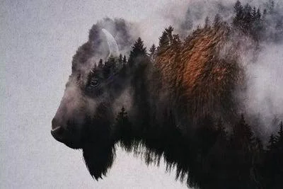 Andreas Lie Canvas Prints - Bison