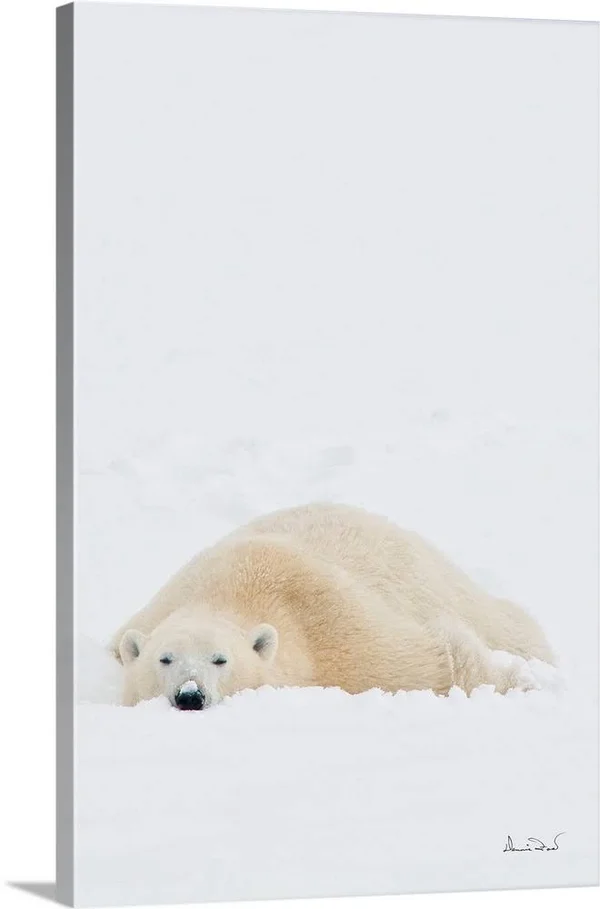 Polar Bear Cooling Off After Wrestling Match, Canvas Wall Art, 24x36, Great Big Canvas