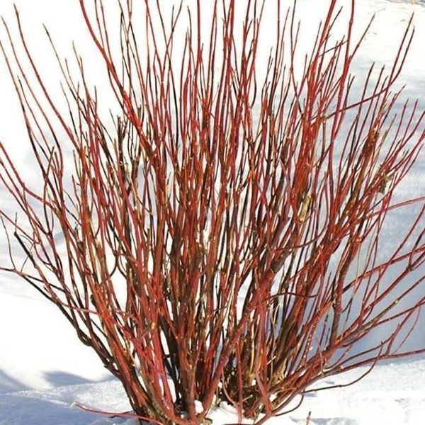 Arctic Fire Dogwood - 3 gal. by PlantingTree