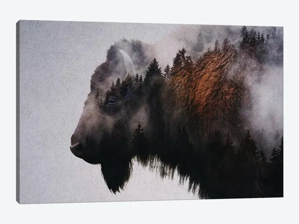 Andreas Lie Canvas Prints - Bison