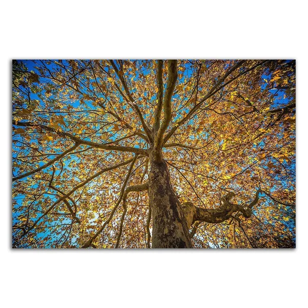 Tangletown Fine Art 24x22 x 36x22 Fall Tree by Tim Oldford Print on Canvas