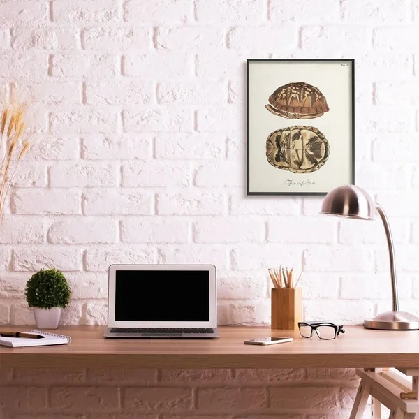 Stupell Industries Box Turtle Shell Scientific Aquatic Reptile Study Framed 20-in H x 16-in W Coastal Wood Print in Off-White |, 16 x 1.5 x 20 In
