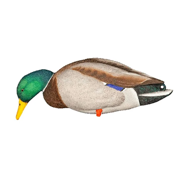 Avian-X Full Body Mallard Decoys 6 Pack