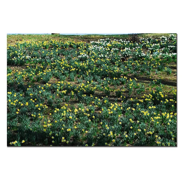 Trademark Art Daffodil Hill II Canvas Art by Kurt Shaffer - 16x24