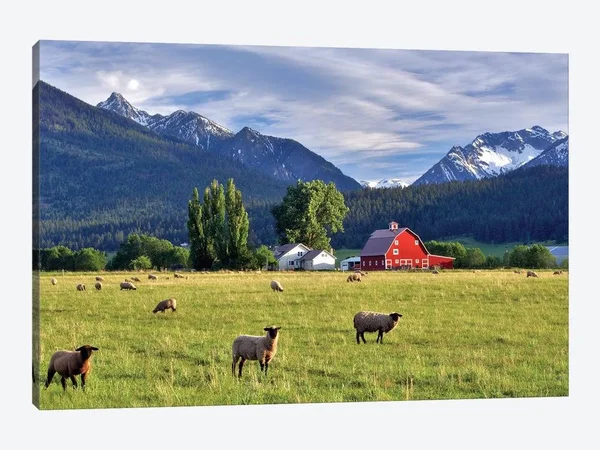 Dennis Frates Canvas Prints - Mountain Sheep ( scenic & landscapes > Nature > fields - grasslands & Meadows art)