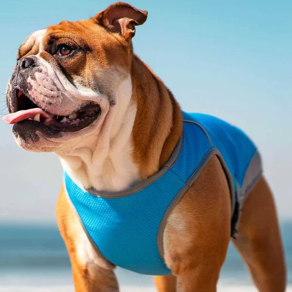 Canada Pooch Chill Seeker Cooling Dog Vest 26 - Rainbow