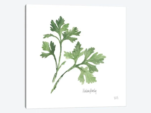 Chris Paschke Canvas Wall Decor Art Prints - Italian Parsley ( Floral & Botanical > Plants > Herbs art)
